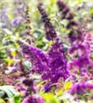 Sommerflieder - Buddleja davidii 'Royal Red'