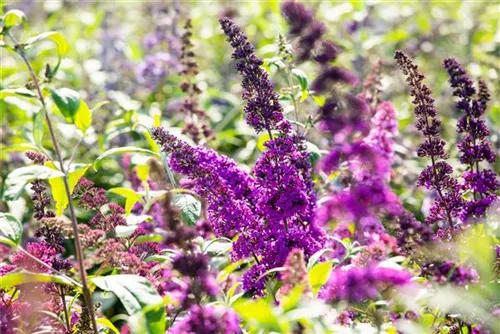 Sommerflieder - Buddleja davidii 'Royal Red'