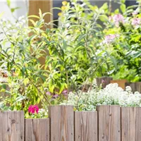 Pflanzen im Sommer ausreichend gießen