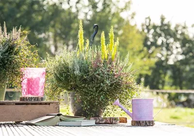 Pflanzgefäße für die Terrasse bringen die Pflanzen groß raus