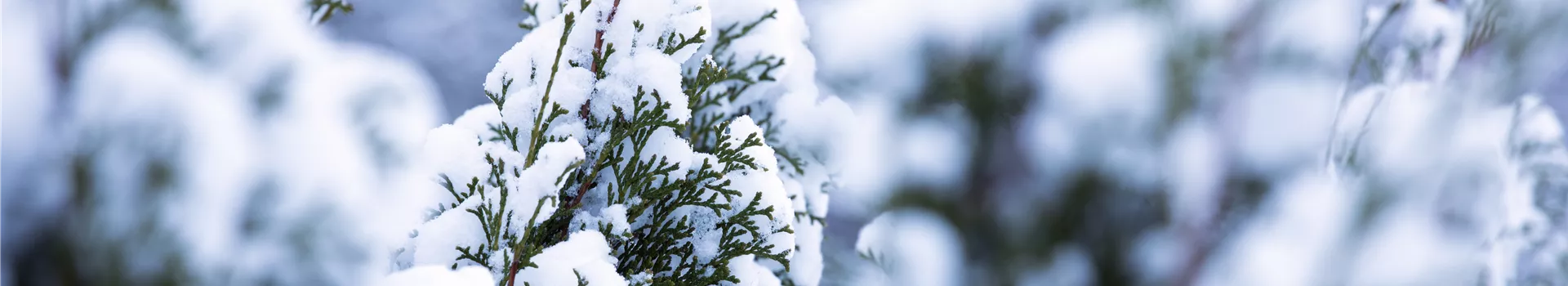 Rechtzeitig an den Winterschutz für Kübelpflanzen denken