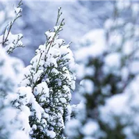 Schutz vor Schnee vor dem ersten Schneefall