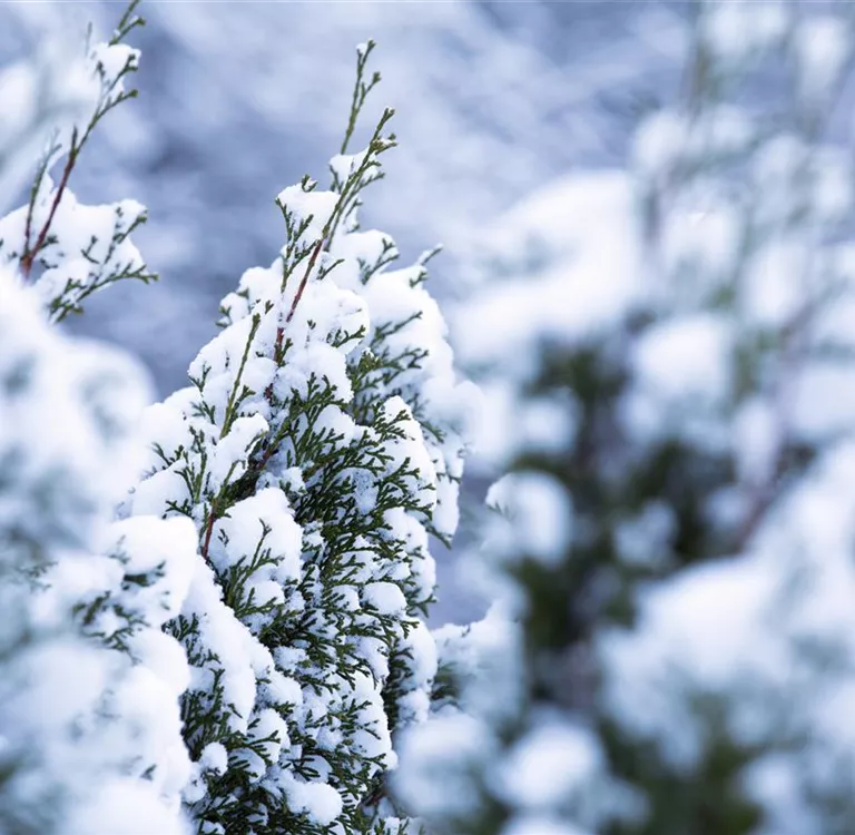 Rechtzeitig an den Winterschutz für Kübelpflanzen denken