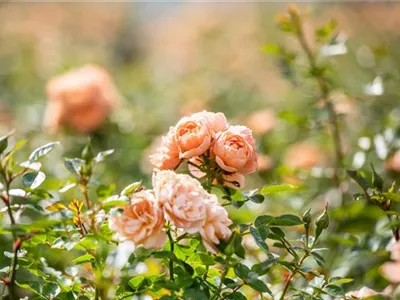 Rosenpflege im Sommer – So bleiben die Rosen gesund