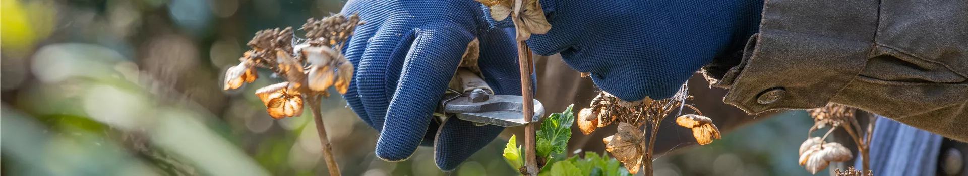 Rückschnitt im Frühling – Schnipp, Schnapp, Äste ab!