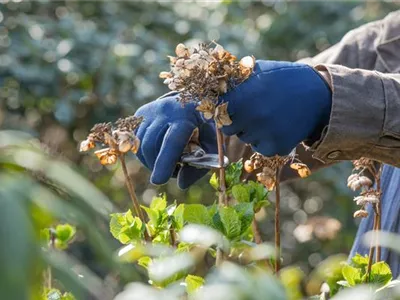 Rückschnitt im Frühling – Schnipp, Schnapp, Äste ab!