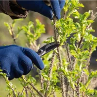 Das richtige Werkzeug für den Rückschnitt im Frühling