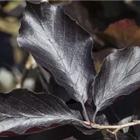 Schnellwachsende Heckenpflanzen im Garten