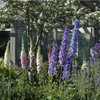 Die vielen Arten der Stauden im Bauerngarten