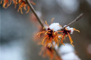 Schutz vor Schnee – Pflanzen im Winter schützen