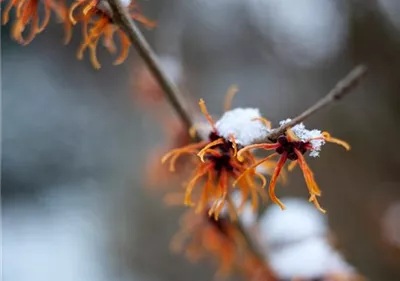 Schutz vor Schnee – Pflanzen im Winter schützen