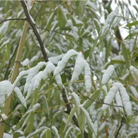 Schutz vor Schnee abwägen