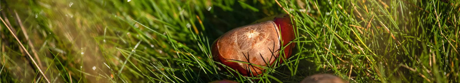 Welche Gartenarbeit vor dem Winter noch erledigt werden muss