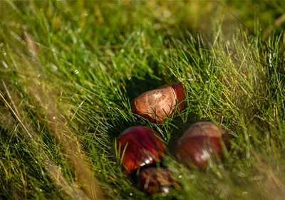 Welche Gartenarbeit vor dem Winter noch erledigt werden muss