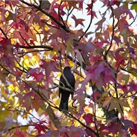 Gartenarbeit vor dem Winter: Pflege der Bäume und Sträucher 