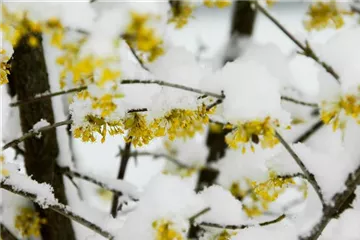 Winterblühende Gehölze – Die trotzen auch Schnee und Eis!