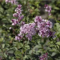 Langlebige Ziergehölze im Garten – Planung und Vorbereitung