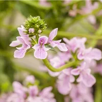 Ziergehölze im Garten nach der Pflanzung schützen