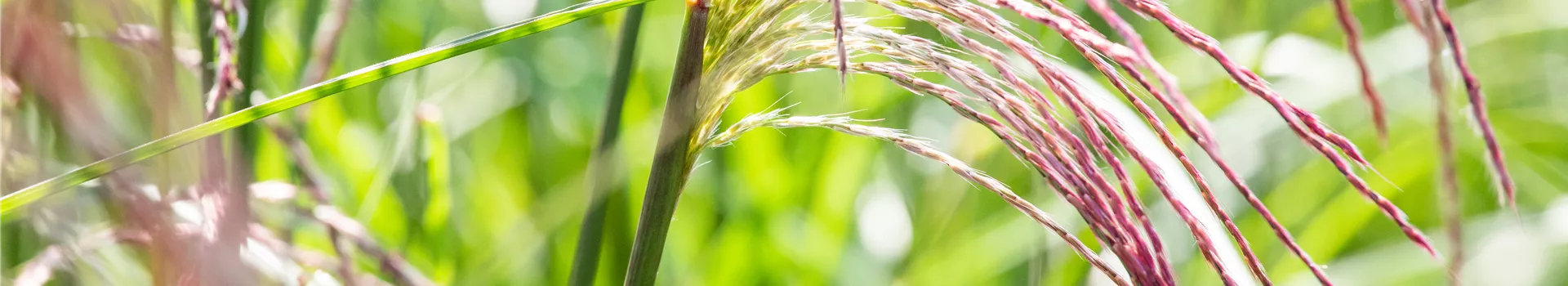 Ziergräser im Garten – Highlights das ganze Jahr