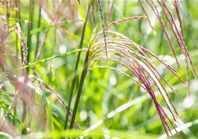 Ziergräser im Garten – Highlights das ganze Jahr