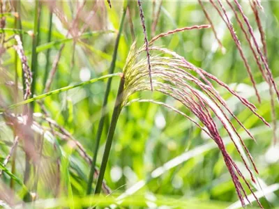 Ziergräser im Garten – Highlights das ganze Jahr