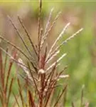 Garten-Chinaschilf, Garten-Landschilf - Miscanthus sinensis 'Ferner Osten'