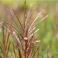 Ziergräser im Garten pflanzen und pflegen