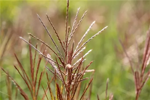 Garten-Chinaschilf, Garten-Landschilf - Miscanthus sinensis 'Ferner Osten'