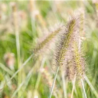 Die schönsten Ziergräser im Garten