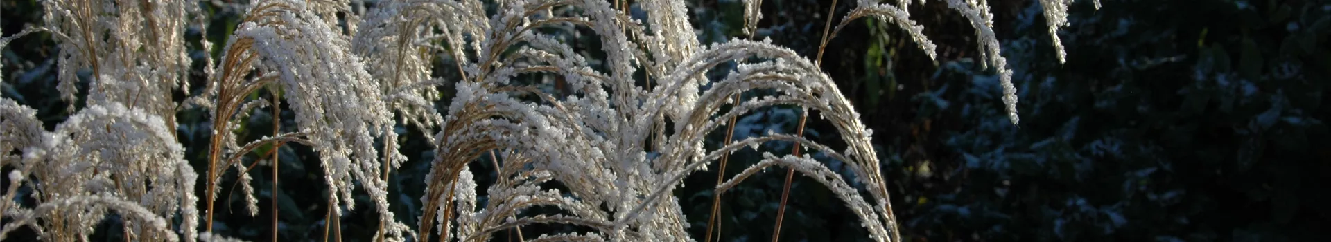 Winterharte Gräser und ihre Pflege