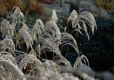 Winterharte Gräser und ihre Pflege