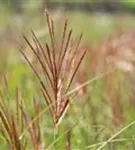 Garten-Chinaschilf, Garten-Landschilf - Miscanthus sinensis 'Ferner Osten'