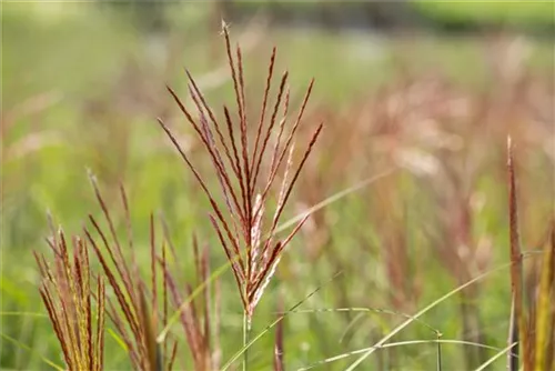 Garten-Chinaschilf, Garten-Landschilf - Miscanthus sinensis 'Ferner Osten'