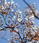 Kupfer-Felsenbirne - Amelanchier lamarckii - Wildgehölze