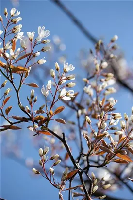 Kupfer-Felsenbirne - Amelanchier lamarckii - Wildgehölze