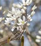 Kupfer-Felsenbirne - Amelanchier lamarckii - Wildgehölze