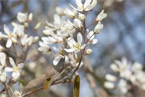 Kupfer-Felsenbirne - Amelanchier lamarckii - Wildgehölze