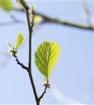 Roterle - Alnus glutinosa