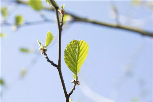 Roterle - Alnus glutinosa