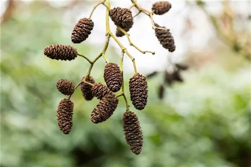 Roterle - Alnus glutinosa