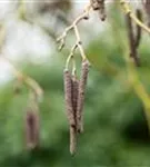 Roterle - Alnus glutinosa