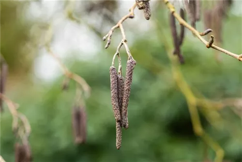 Roterle - Alnus glutinosa