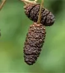 Roterle - Alnus glutinosa