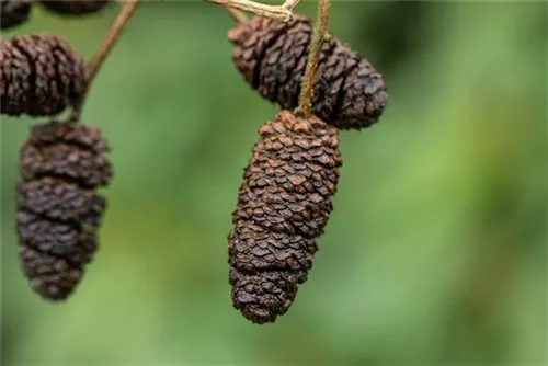 Roterle - Alnus glutinosa