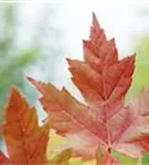 Ahorn 'Autumn Blaze' -R- - Acer rubrum 'Autumn Blaze' -R-