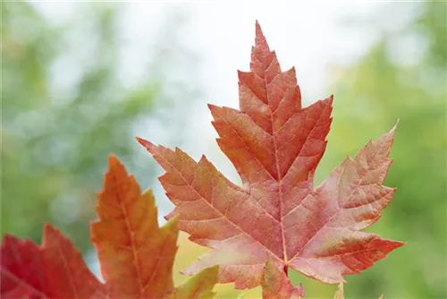 Ahorn 'Autumn Blaze' -R- - Acer rubrum 'Autumn Blaze' -R-