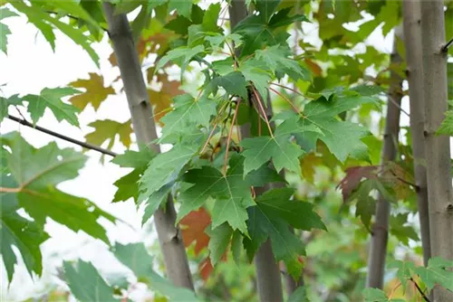 Ahorn 'Autumn Blaze' -R- - Acer rubrum 'Autumn Blaze' -R-