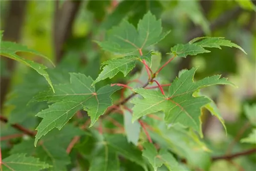 Ahorn 'Autumn Blaze' -R- - Acer rubrum 'Autumn Blaze' -R-