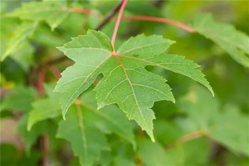 Ahorn 'Autumn Blaze' -R- - Acer rubrum 'Autumn Blaze' -R-