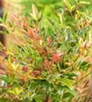 Heiliger Bambus - Nandina domestica